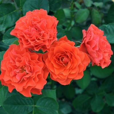 Роза штамбовая Билград Леди - Dolinasad.by