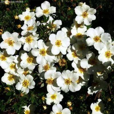 Лапчатка кустарниковая Сноуфлейк, С3 - Dolinasad.by