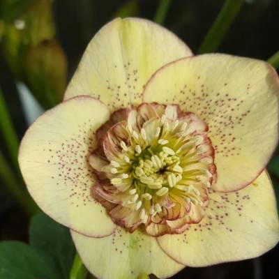 Морозник Еллоу Спот - Dolinasad.by