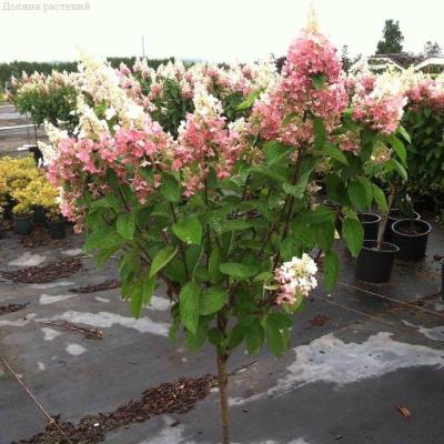 Гортензия метельчатая Пинки Винки на штамбе - Dolinasad.by