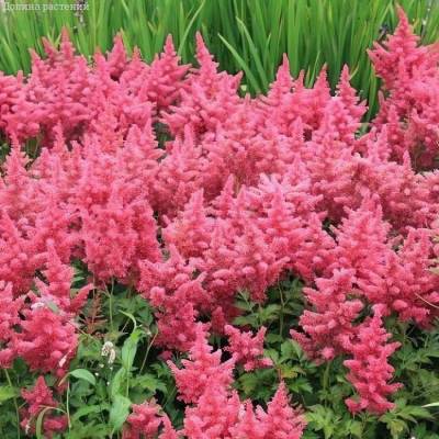 Астильба японская Кобленз - Dolinasad.by