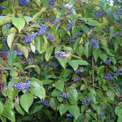 Дерен душистый Блю Клауд, С2 - Dolinasad.by