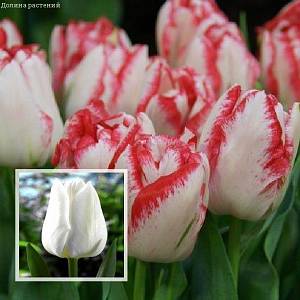 Набор 25 тюльпанов триумф фото