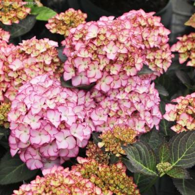 Гортензия крупнолистная Адула - Dolinasad.by