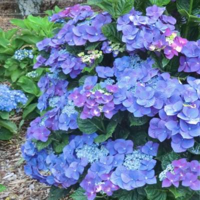 Гортензия крупнолистная Фазан, С2 - Dolinasad.by