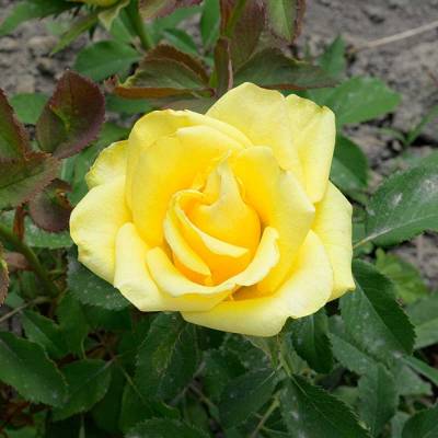 Роза Соуза - Dolinasad.by