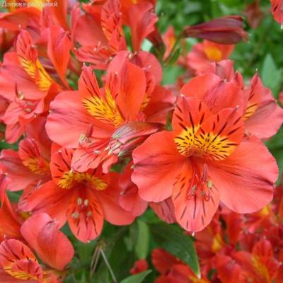 Альстромерия Марс - Dolinasad.by