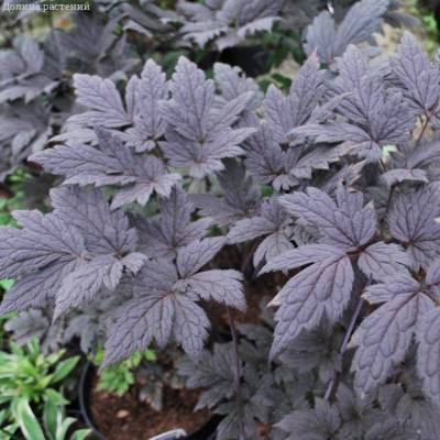 Воронец простой Пинк Спайк - Dolinasad.by