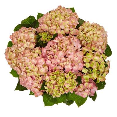 Гортензия крупнолистная Свит Липс, С2 - Dolinasad.by