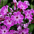 Флокс метельчатый Флейм Про Виолет Шарм , С1,5 фото