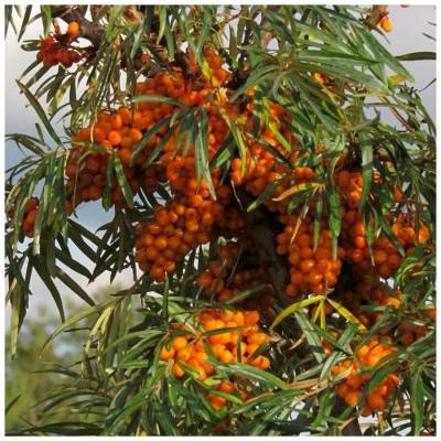 Облепиха крушиновидная Херго, С3 - Dolinasad.by