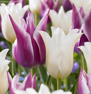 Набор 25 тюльпанов лилиецветных фото