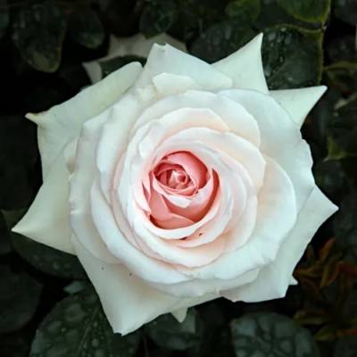 Роза штамбовая Шванензе - Dolinasad.by