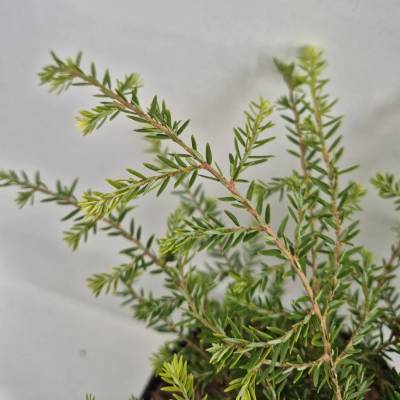 Тсуга канадская Литл Ниндзя - Dolinasad.by