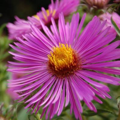 Астра новоанглийская Барс Пинк - Dolinasad.by