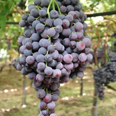 Виноград Апулия Роза - Dolinasad.by