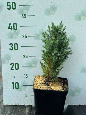 Можжевельник китайский Стрикта, С3 Можжевельник китайский Стрикта, С3 - Dolinasad.by