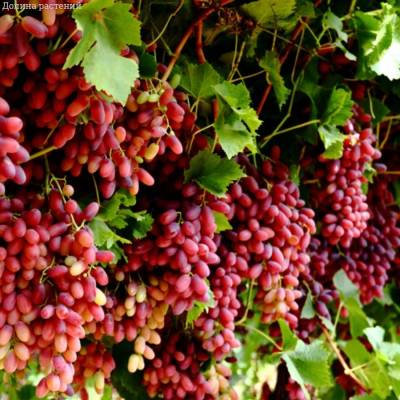 Виноград Кримссон - Dolinasad.by