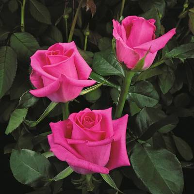 Роза Равель в горшке - Dolinasad.by