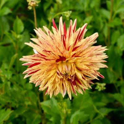 Георгина Вайнсом - Dolinasad.by