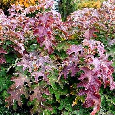 Гортензия дуболистная Айс Кристал, С2 - Dolinasad.by