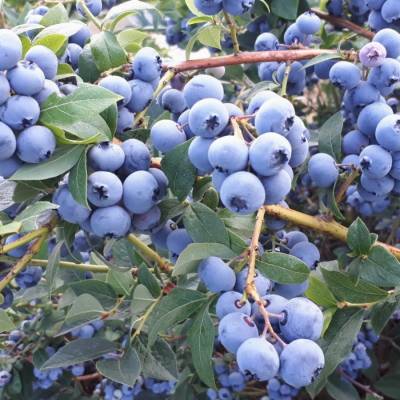 Голубика Чандлер - Dolinasad.by