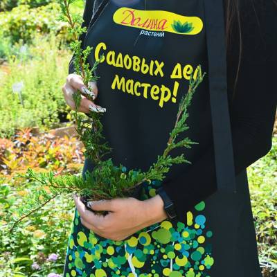 Можжевельник горизонтальный Прострата, С3 - Dolinasad.by