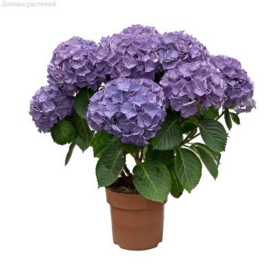 Гортензия крупнолистная Нунки - Dolinasad.by