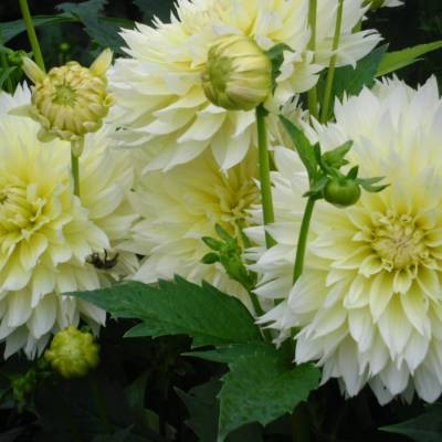 Георгина Мияма Фубуки - Dolinasad.by