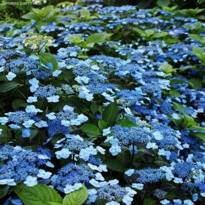 Гортензия пильчатая Блю Клоудс, С3 - Dolinasad.by