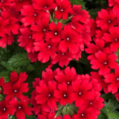 Вербена Дримс Ред - Dolinasad.by