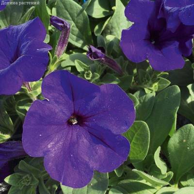 Петуния Альпетуния Блю - Dolinasad.by