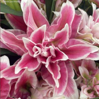 Лилия Роузлили Олимпия - Dolinasad.by