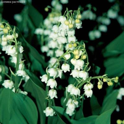 Ландыш майский Бордеаукс - Dolinasad.by