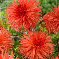 Георгина Оранж Мармелад - Dolinasad.by