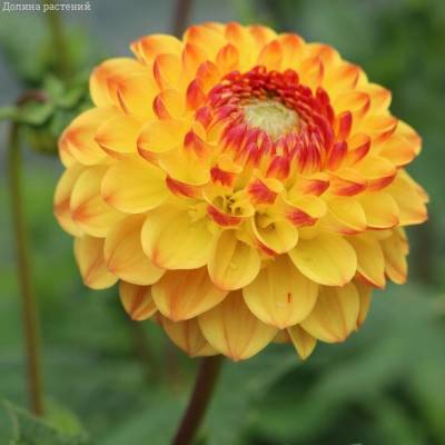 Георгина Санни Бой - Dolinasad.by