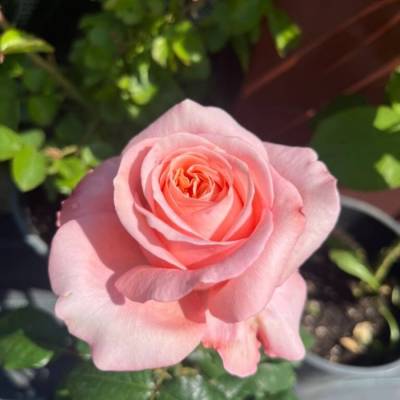 Роза Лондон Ай в горшке - Dolinasad.by