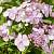 Гортензия пильчатая Морнинг Глори, С3 - Dolinasad.by