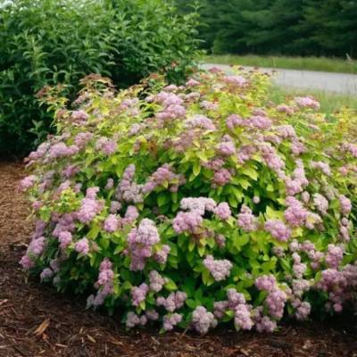 Спирея Оденсала С1,5 - Dolinasad.by