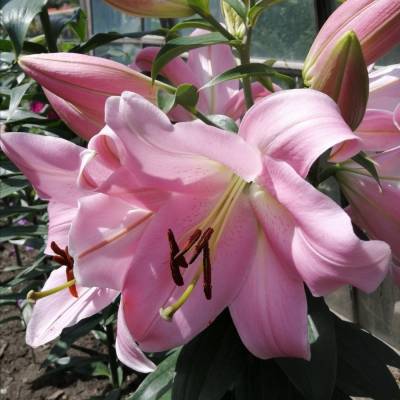 Лилия Белламонте Лилия Белламонте - Dolinasad.by