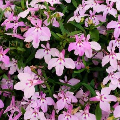 Лобелия Белла Роза - Dolinasad.by