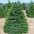 ЕЛЬ Abies в кадке 100-120 см фото