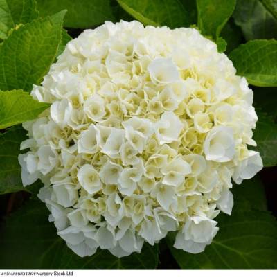 Гортензия крупнолистная Вуде - Dolinasad.by