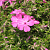 Флокс шиловидный Милстрим Дафна , P9 фото