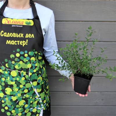 Спирея японская Нана, С3 - Dolinasad.by