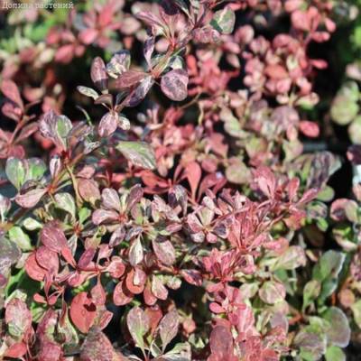 Барбарис тунберга Розетта, С2 - Dolinasad.by