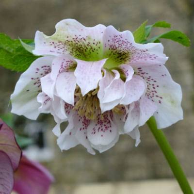 Морозник Дубль Вайт Спот - Dolinasad.by