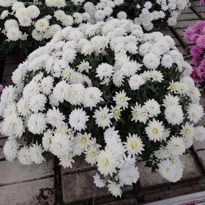 Хризантема мультифлора Бранарктис Вайт - Dolinasad.by