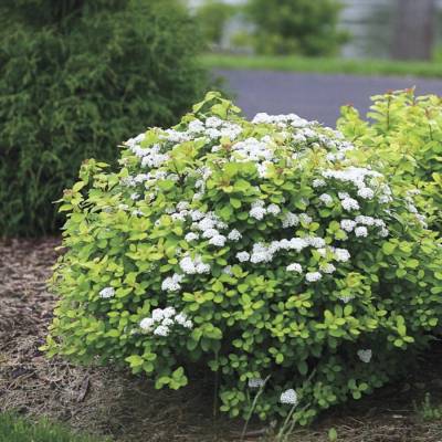 Спирея МИКС - Dolinasad.by