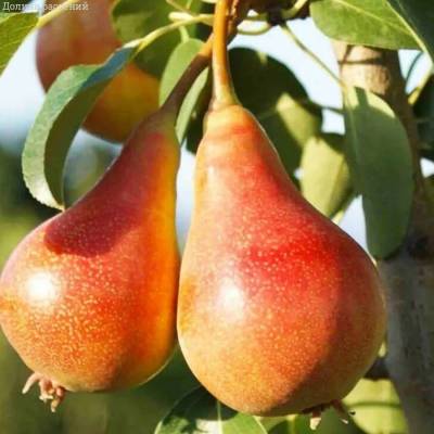 Груша Июньская Красавица Груша Июньская Красавица - Dolinasad.by
